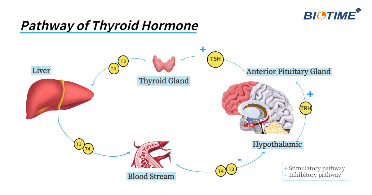 Marcador de hormona tiroidea Biotime