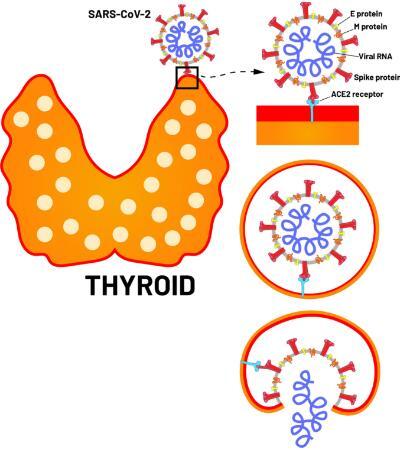 Prueba de punto de tiroides Biotime