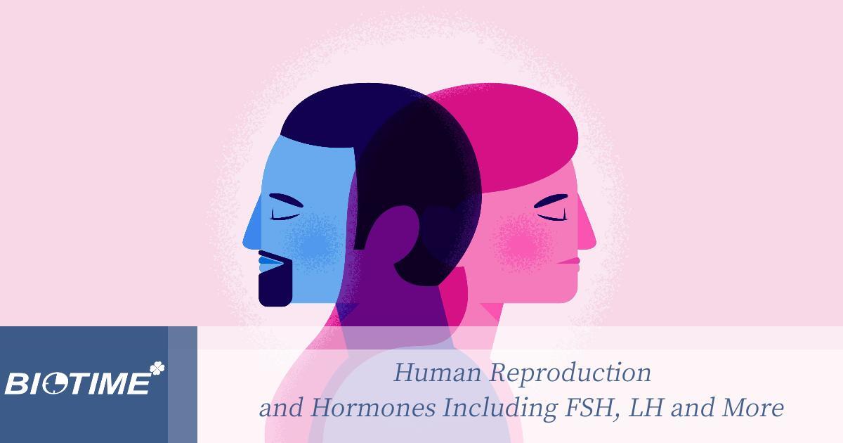Reproducción humana y hormonas, incluidas FSH, LH y más

